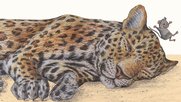 Rigo und Rosa sind Leopard und Maus