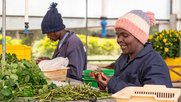 Studien zeigen: Fairtrade hat positive Auswirkungen auf das Leben der arbeitenden Menschen in verschiedenen Regionen von Afrika…               (Webseite Max Havelaar)