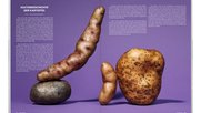 Unter anderem gibt es im Magazin Hintergrundinformationen zur Kartoffel und warum 2023 ein Schicksalsjahr für sie werden könnte...    (Bild: Tom Pfister) 