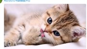 Auch eine Möglichkeit zur Deeskalation: Nach dem Anschlag 2017 in Barcelona wurde Twitter unter dem Hashtag #Barcelona mit tausenden von Katzenbildern geflutet...