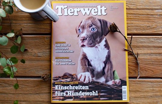Chefredaktor Simon Koechlin hat das Fachmagazin neun Jahre geleitet. Ad interim führt Oliver Loga die «Tierwelt», die zur ZT Medien AG in Zofingen gehört…