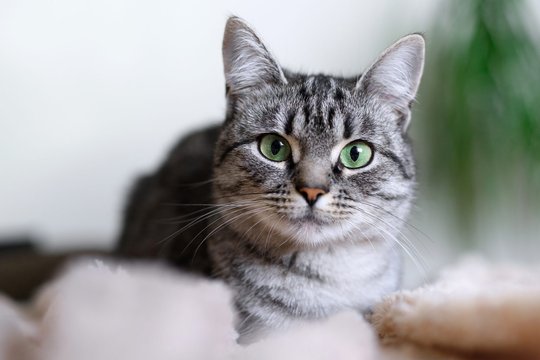 Falsche Versprechen: Wo Tiere wie in der Werbung für Katzenfutter verwöhnt werden, ist auch genügend Geld für Flüchtlinge vorhanden...