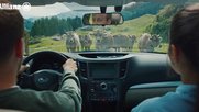 Eine unsanfte Begegnung mit «Crash Cows» zeigt, wie Versicherungsschutz im echten Leben funktioniert... (Bild: Screenshot Klein Report)