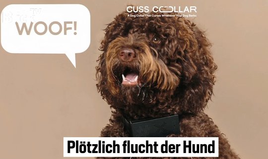 «Plötzlich flucht der Hund»: Die Themenwahl von Blick TV erscheint im Vergleich zu einer klassischen TV-Nachrichtensendung etwas bizarr...