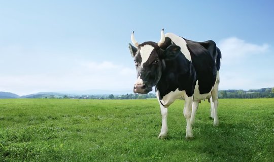 «Gras gibt es im Überfluss»: Weckt falsche Vorstellung von der Milchproduktion, kritisiert Greenpeace die Kult-Werbung von Swissmilk. (Bild Youtube)