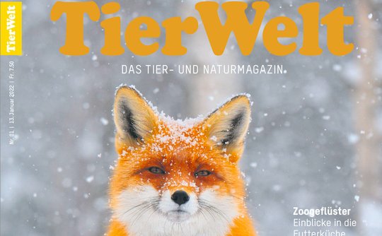 Auch optisch aufgefrischt: Die bekannten «TierWelt»-Kleinanzeigen erscheinen neu als Beilage. (Bild zVg)