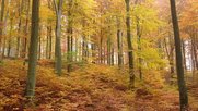 «Um das Medienpaket zu retten, missbraucht Pietro Supino den naturwissenschaftlichen Begriff Ökosystem», empörte sich ein «Tagi»-Leser. (Bild Wikipedia)