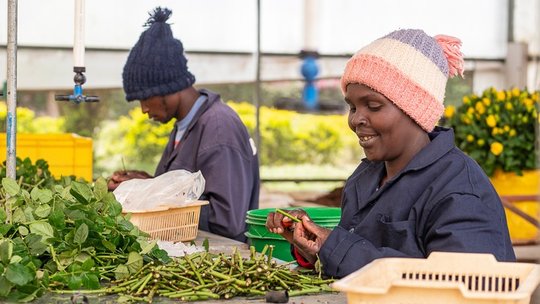 Studien zeigen: Fairtrade hat positive Auswirkungen auf das Leben der arbeitenden Menschen in verschiedenen Regionen von Afrika…               (Webseite Max Havelaar)