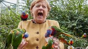  Es gilt als bekannt, dass Angela Merkel eine grosse Angst vor Papageien hat. Aber die Vögel wollen nur spielen...               (Foto: Georg Wendt, Keystone/DPA)