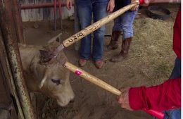SRF-Redaktion distanzierte sich zu wenig